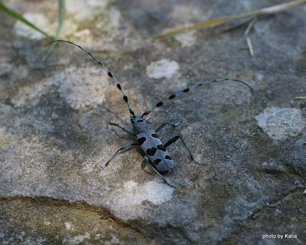 Cerambicidae: Rosalia alpina